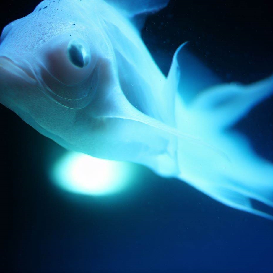 Ryba Denna – Tajemniczy Świat Pod Wodą